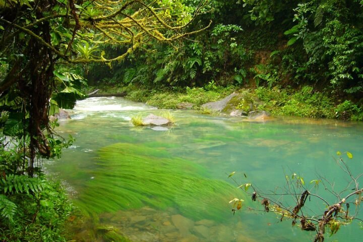 Costa Rica Jungle